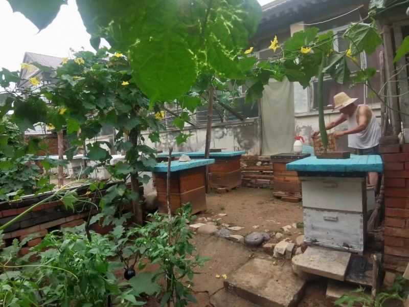 蜜蜂蜂群