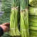 【实力】山东红帽蒜苔量大从优保质保量现摘现发对接全国