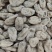 昭通天麻大量现货供应规格齐全（一件代发）欢迎来电洽谈合作