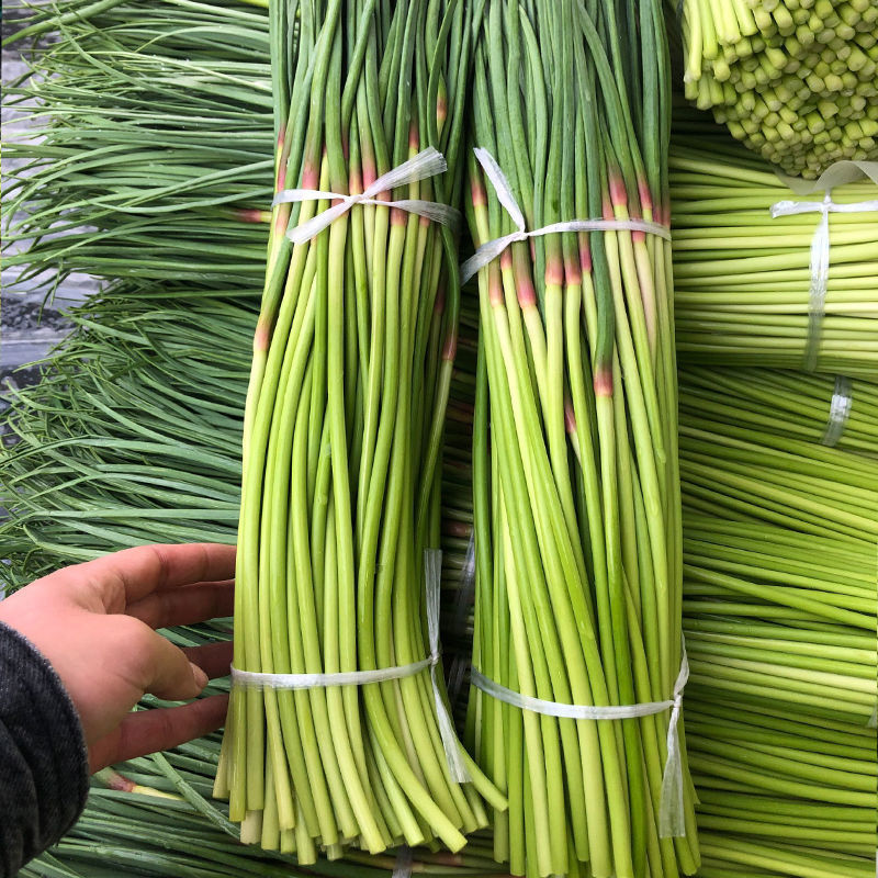 【实力】山东红帽蒜苔量大从优保质保量现摘现发对接全国