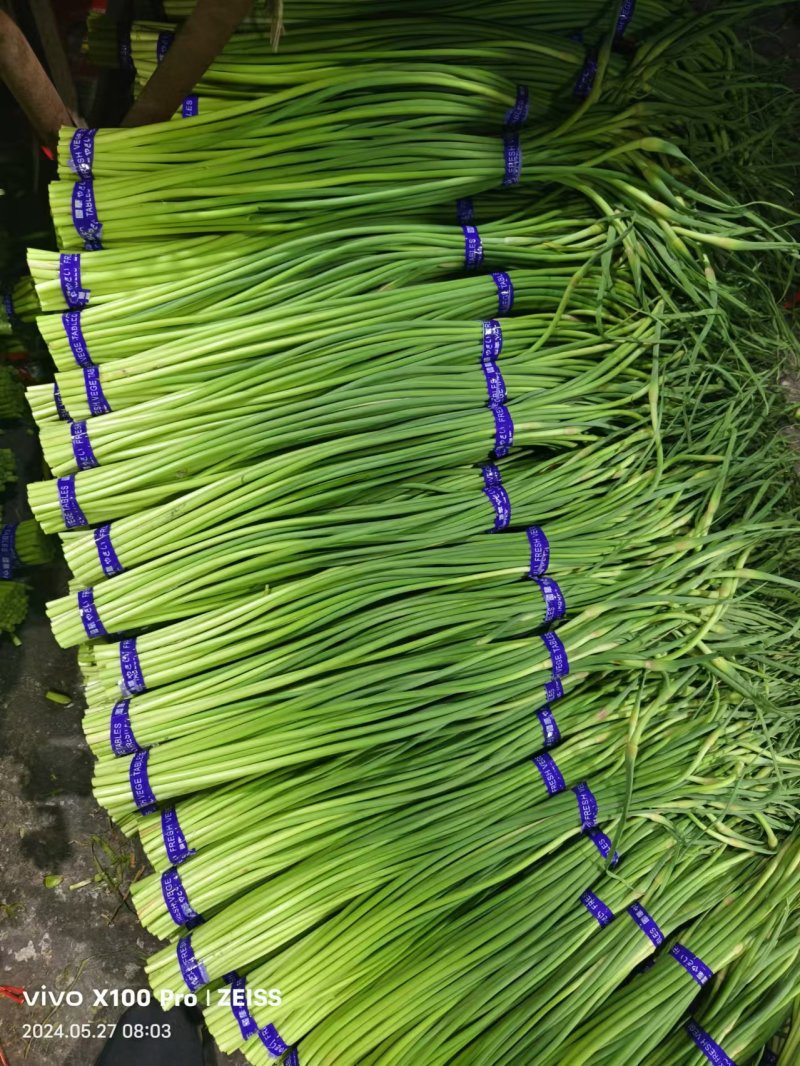 【实力】山东红帽蒜苔量大从优保质保量现摘现发对接全国