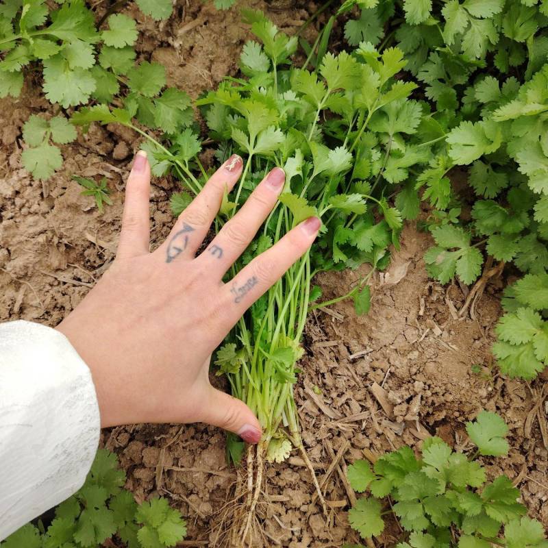 香菜