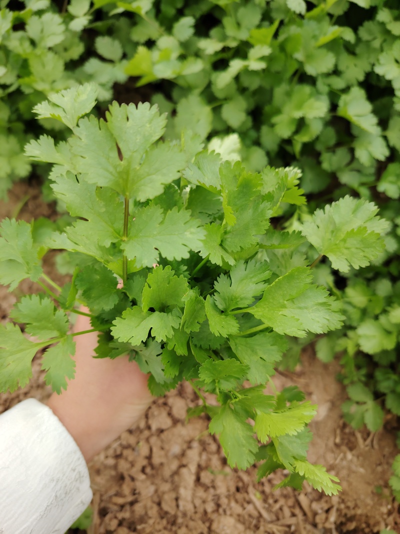 香菜