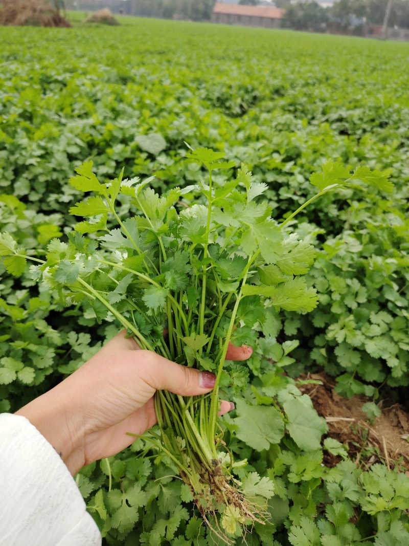 香菜