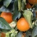 爱媛橙/果冻橙/湖北橙子/爱媛果冻橙/大量上市全国发货