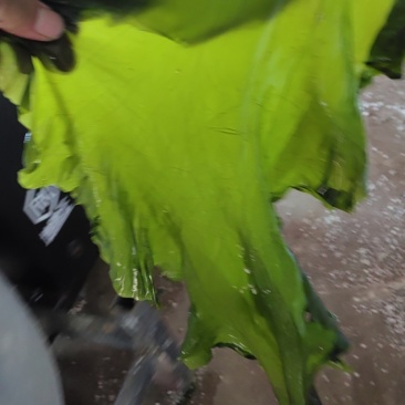 盐渍海带绿边子海带团购电商一件代发