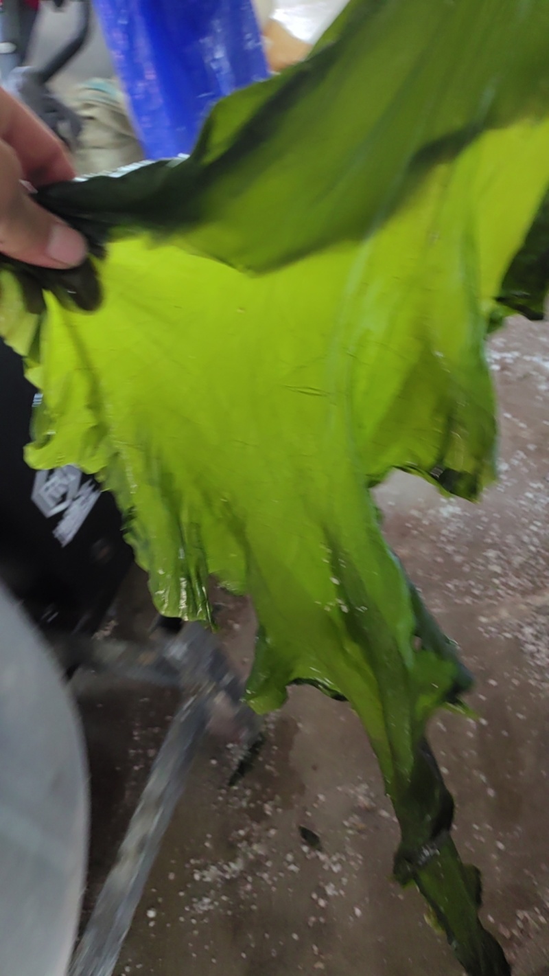 盐渍海带绿边子海带团购电商一件代发