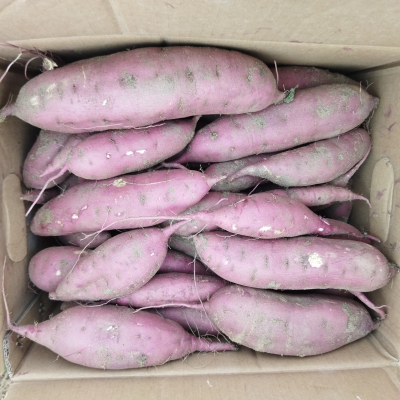 石家庄市正定特别甜的日本红瑶红皮黄肉有货适合烤薯电商团购