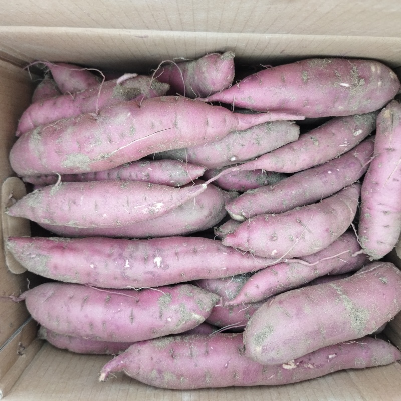 石家庄市正定特别甜的日本红瑶红皮黄肉有货适合烤薯电商团购