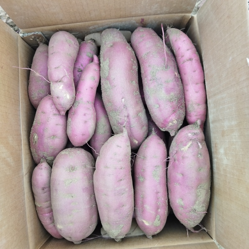 石家庄市正定特别甜的日本红瑶红皮黄肉有货适合烤薯电商团购