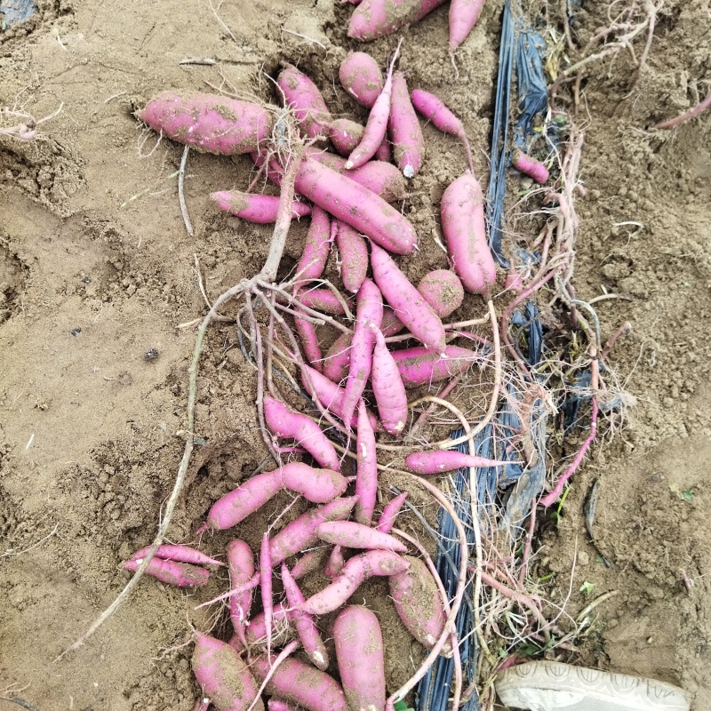 石家庄市正定特别甜的日本红瑶红皮黄肉有货适合烤薯电商团购