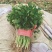 香菜河南香菜产地直发品质保障对接商超市场等