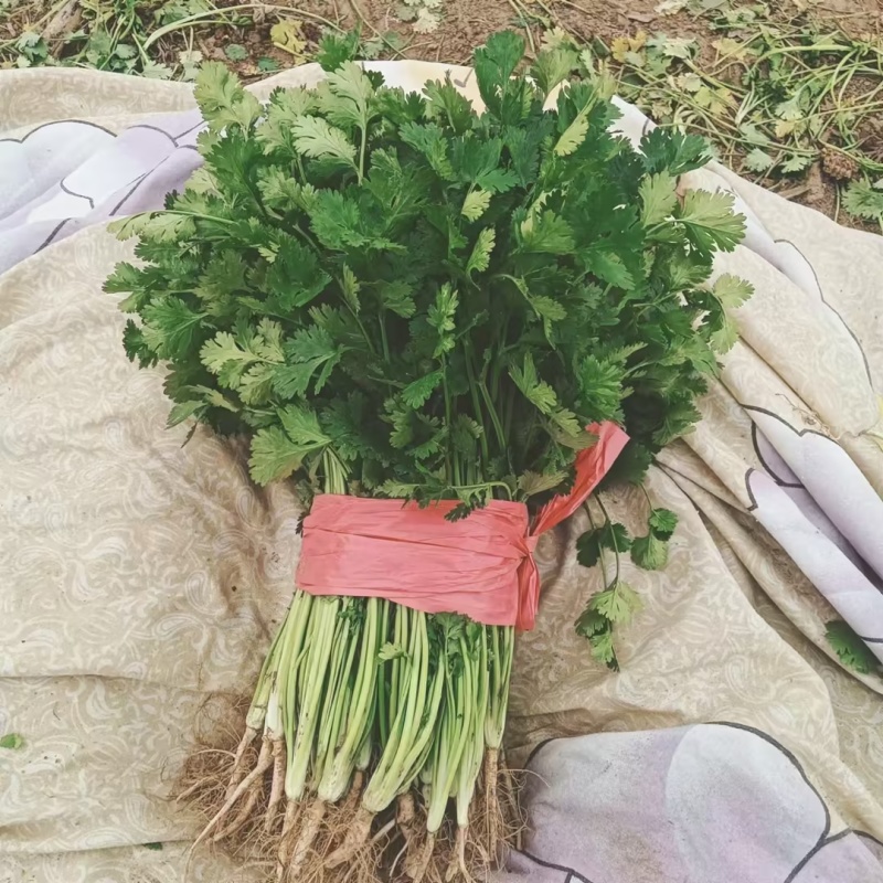 香菜河南香菜产地直发品质保障对接商超市场等