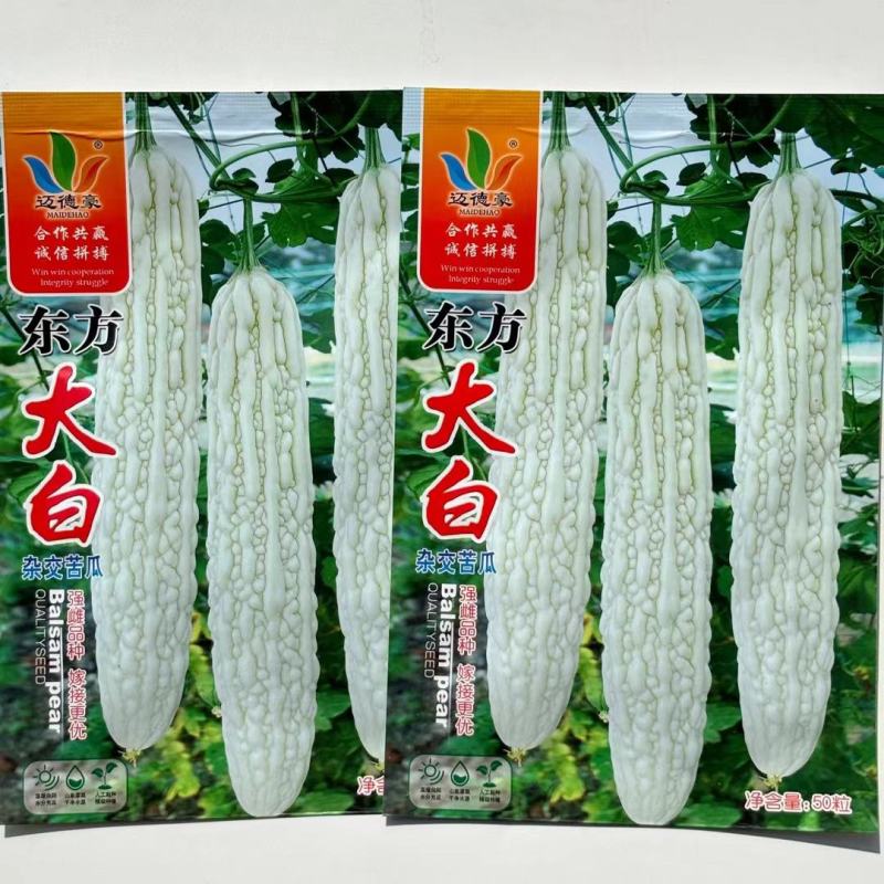 大白苦瓜种子早中熟白皮苦瓜种籽长棒形厚肉春播大田高