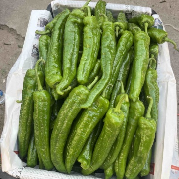 鲜辣椒301辣椒夏邑盛产辣椒基地薄皮椒支持看货选购