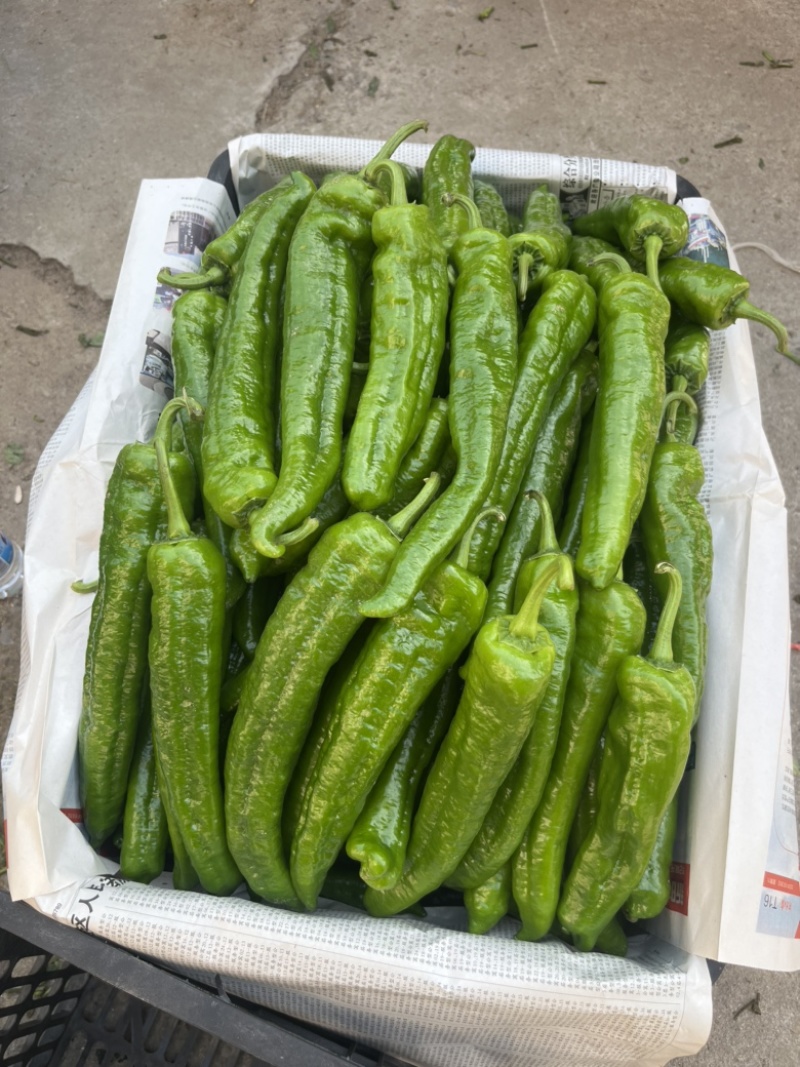 鲜辣椒301辣椒夏邑盛产辣椒基地薄皮椒支持看货选购