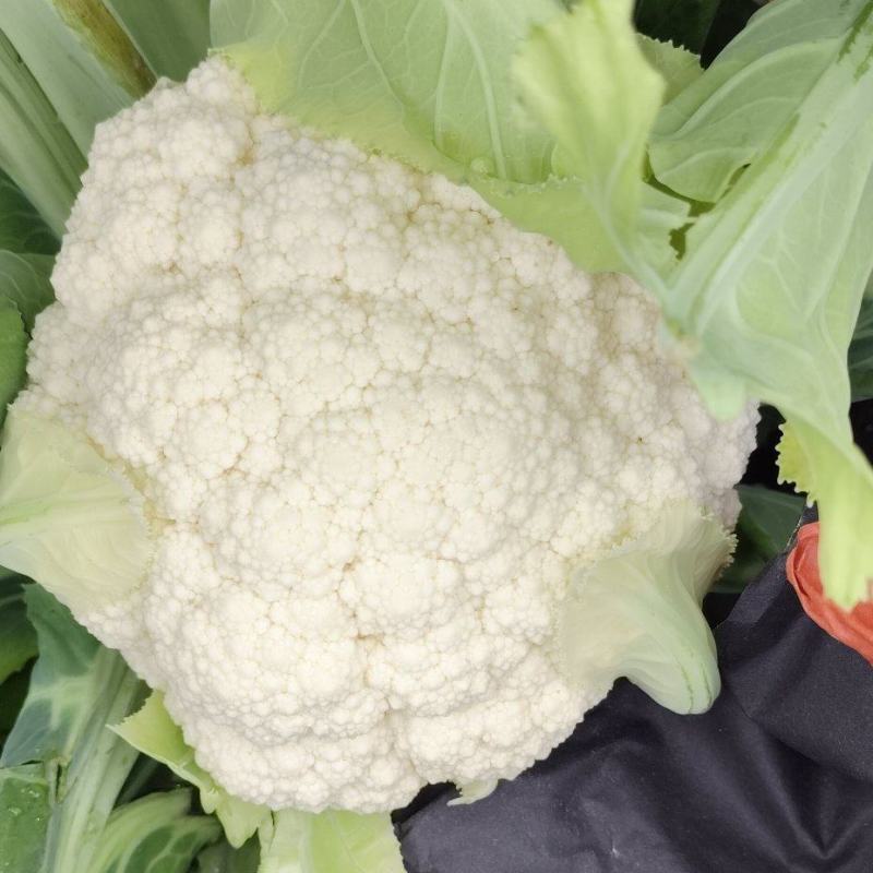 云南精品小米松花大量有货支持各种车型质量保证