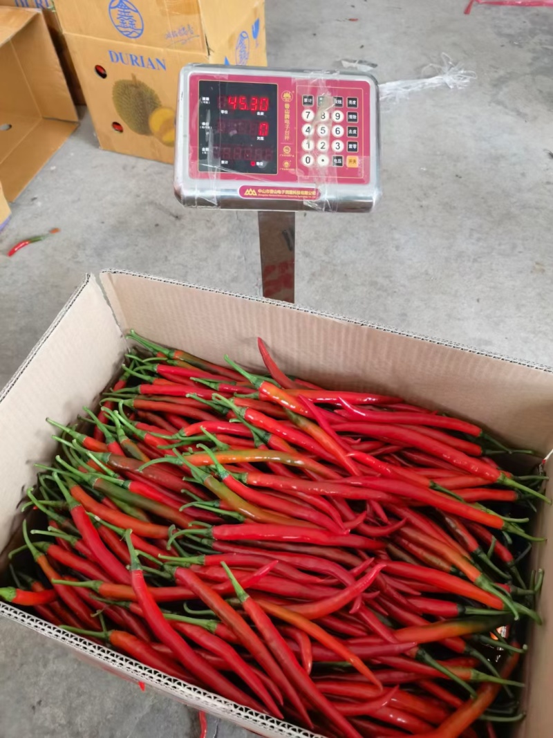 福建精品鲜辣椒美人椒，海花红，红椒产地一手货源。