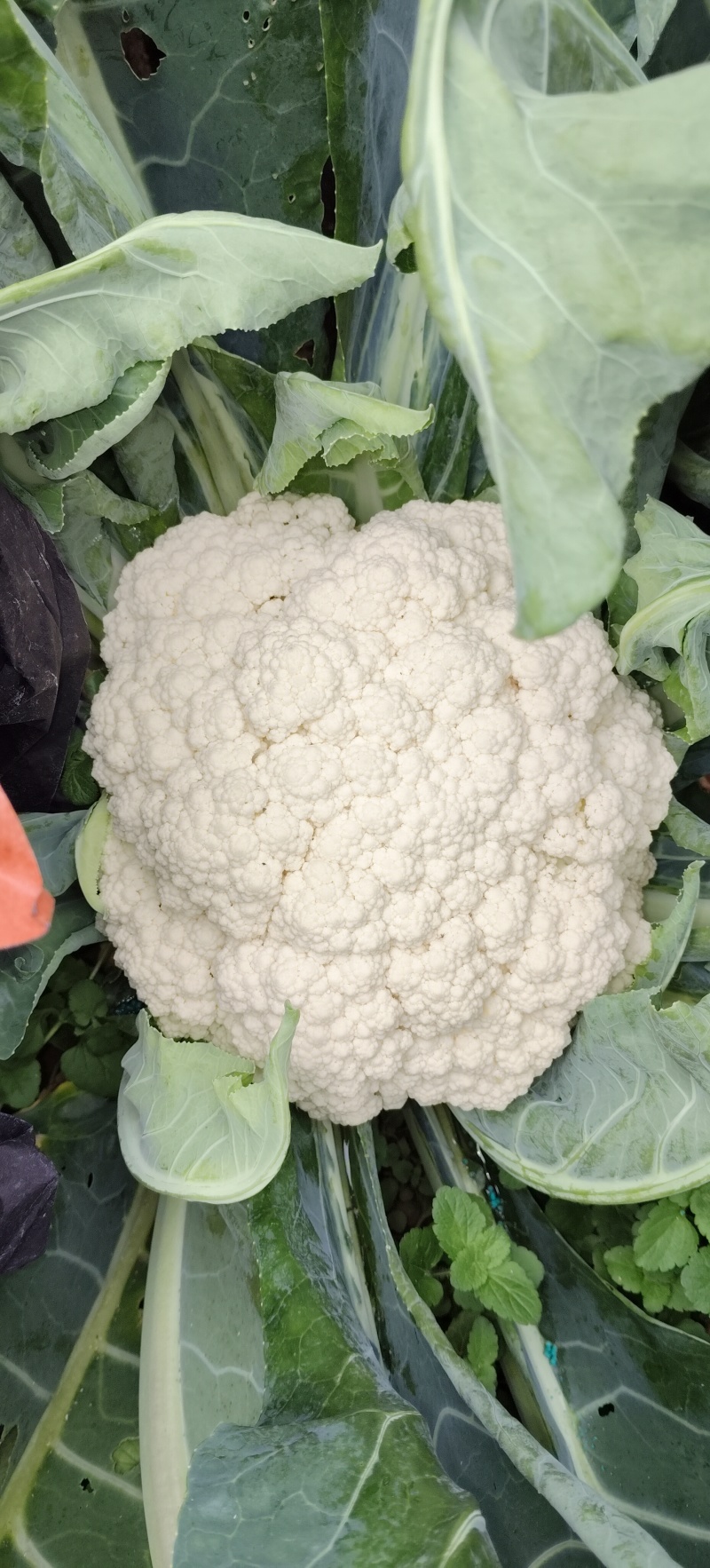 云南精品小米松花大量有货支持各种车型质量保证