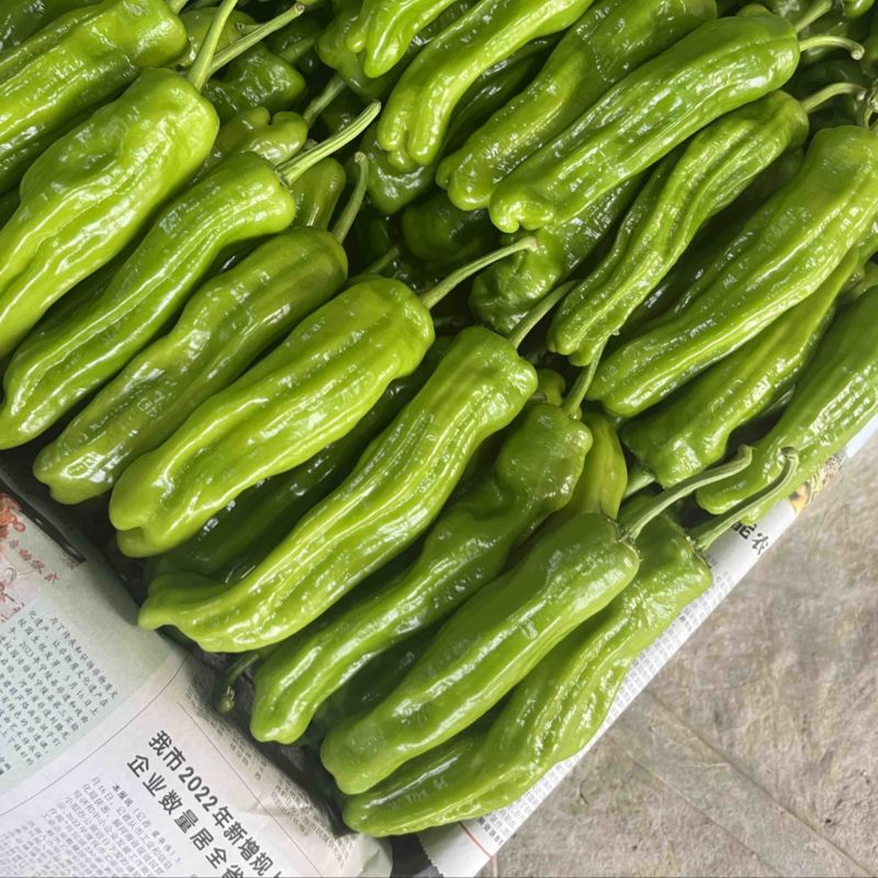 河南夏邑辣椒️基地线椒️螺丝椒️苏椒️湘辛种类齐全
