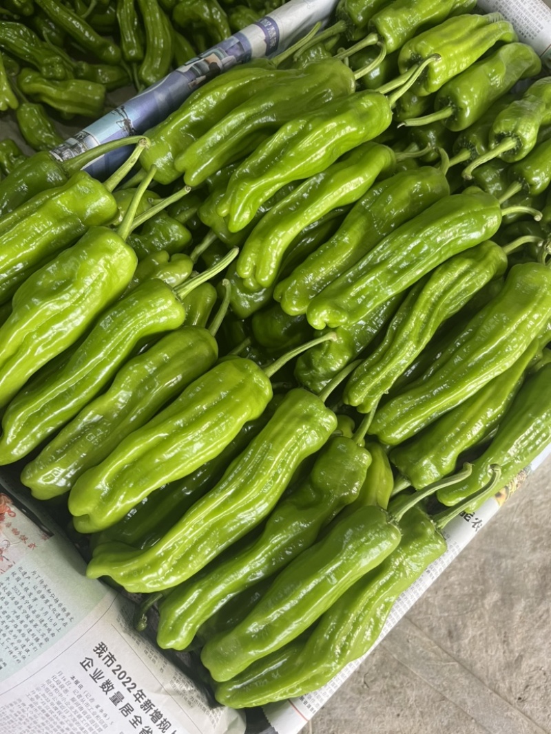 河南夏邑辣椒️基地线椒️螺丝椒️苏椒️湘辛种类齐全