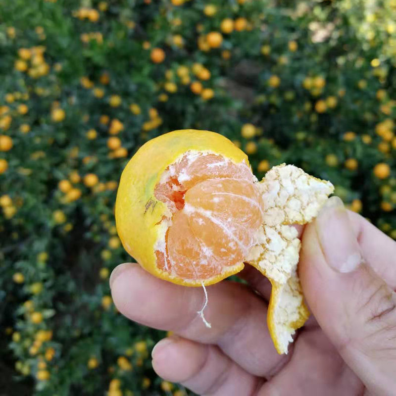南丰蜜桔广西蜜橘蜜桔产地直供可视频看货欢迎来电采购