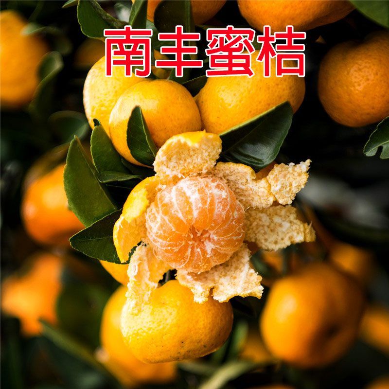 南丰蜜桔广西蜜橘蜜桔产地直供可视频看货欢迎来电采购