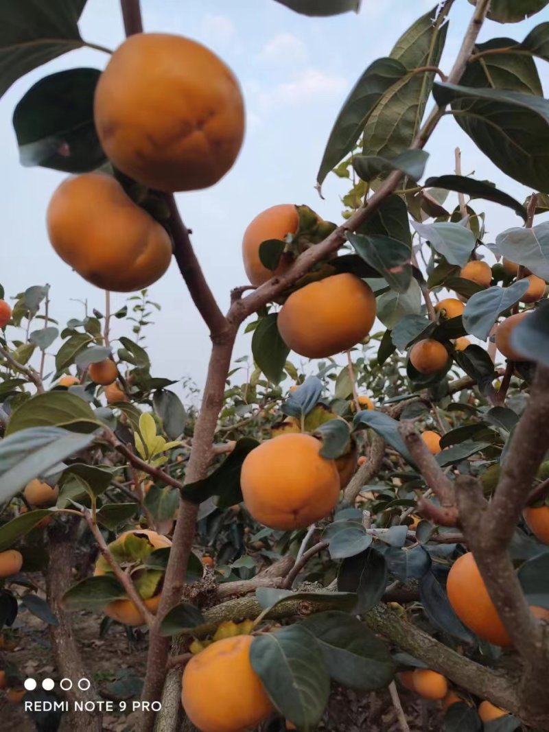 陕西大荔县脆甜柿子产地柿子批发柿子产地脆甜柿子基地9月份