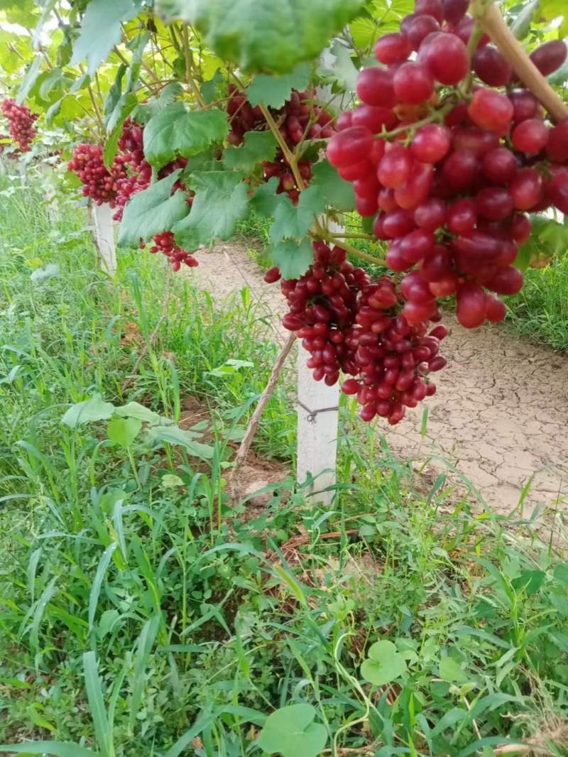 克伦森葡萄价格