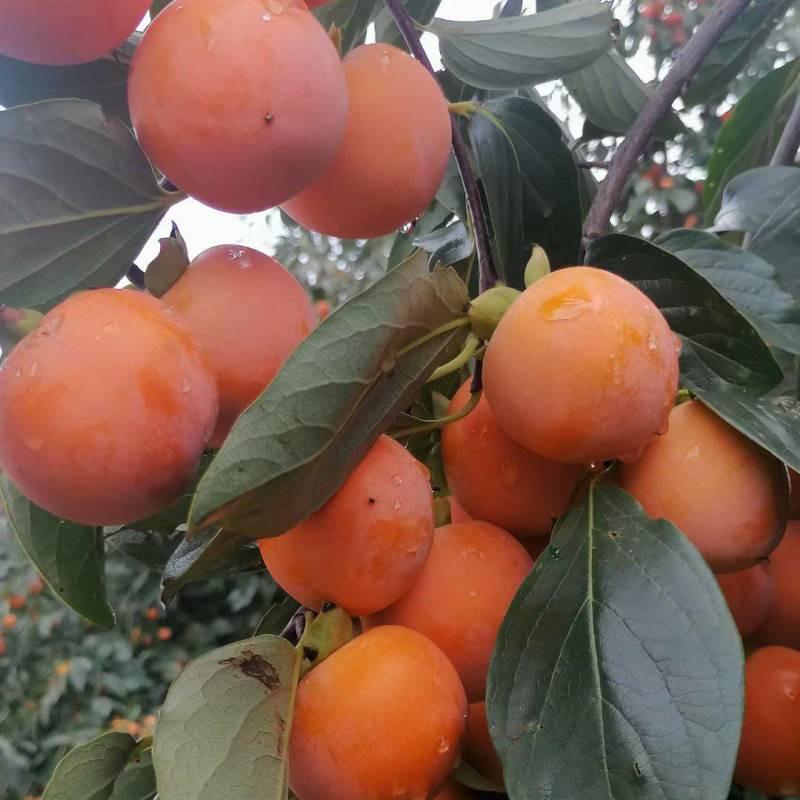 火葫芦柿子价格