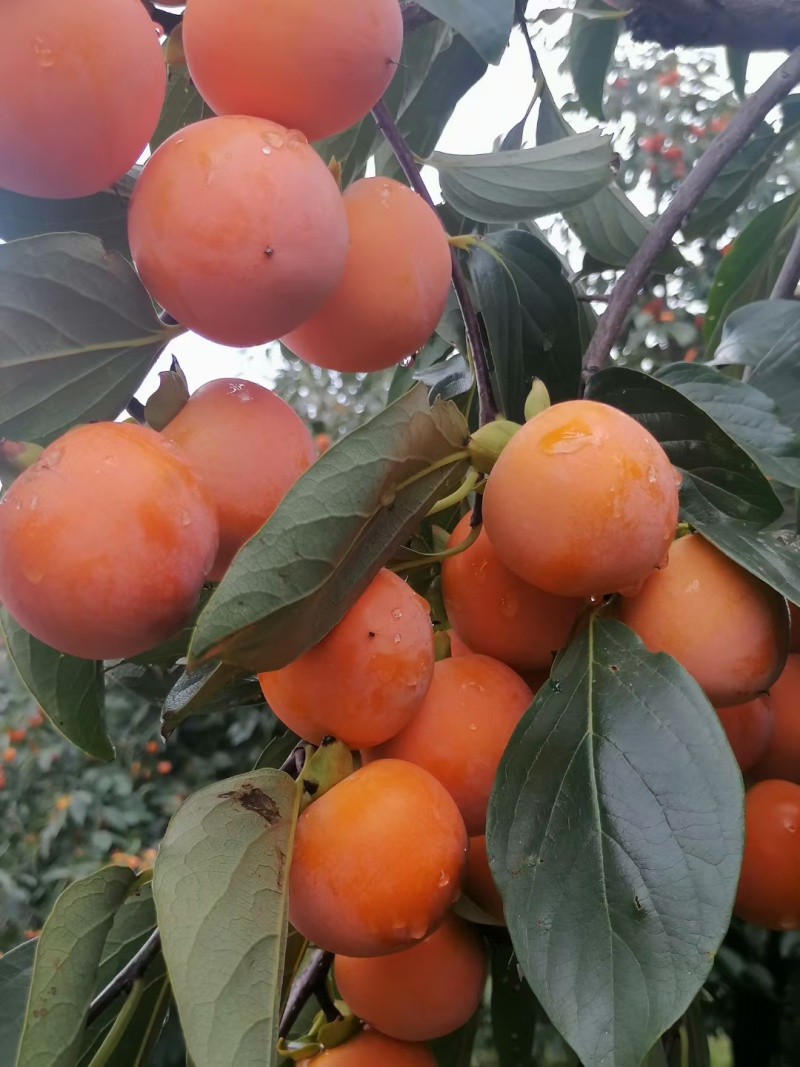 火葫芦柿子价格