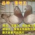 鸽子活物-对肉鸽落地王种鸽下蛋鸽白羽王信鸽青年(5-7两