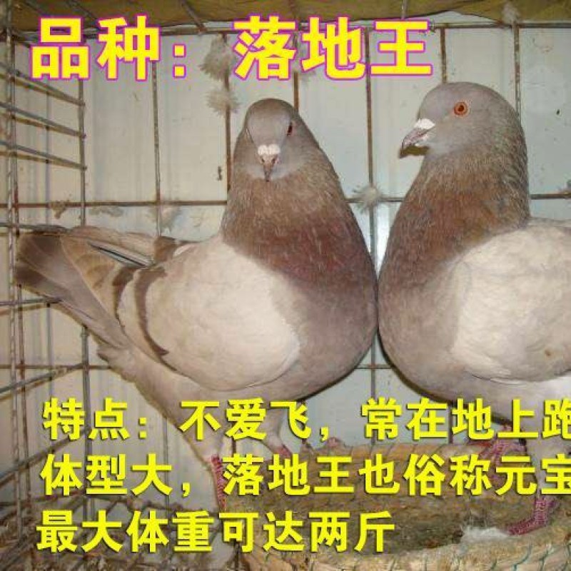 鸽子活物-对肉鸽落地王种鸽下蛋鸽白羽王信鸽青年(5-7两