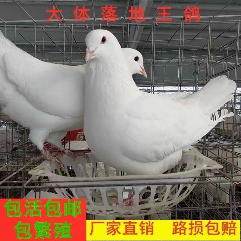 鸽子活物-对肉鸽落地王种鸽下蛋鸽白羽王信鸽青年(5-7两