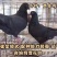 鸽子活物-对肉鸽落地王种鸽下蛋鸽白羽王信鸽青年(5-7两