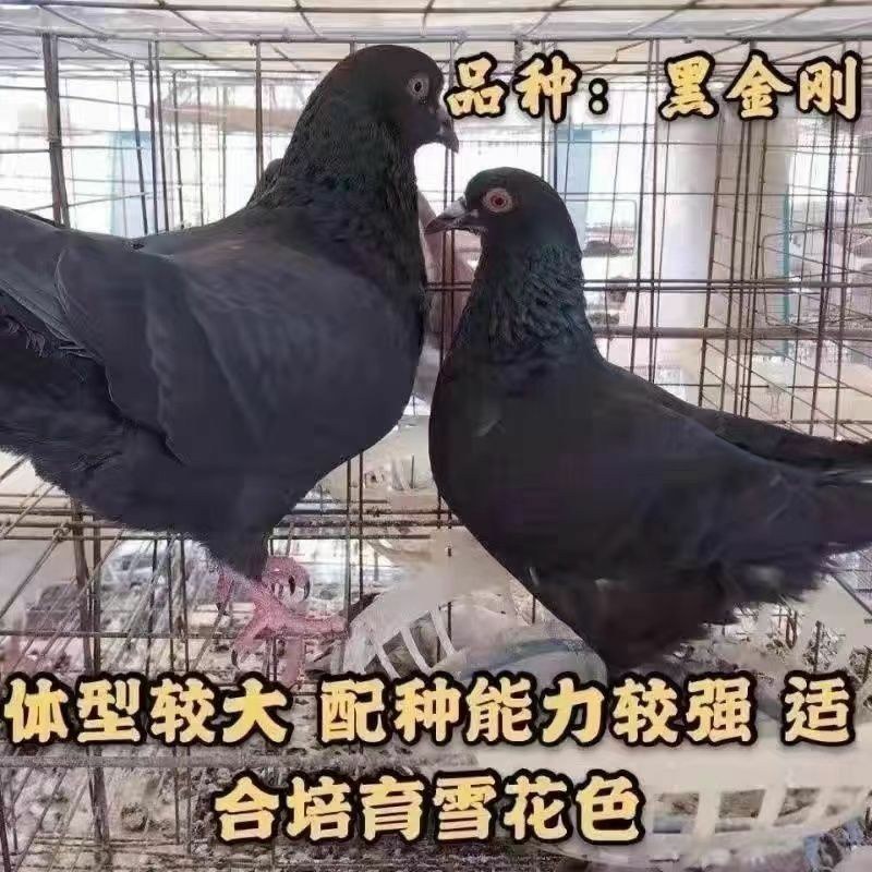 鸽子活物-对肉鸽落地王种鸽下蛋鸽白羽王信鸽青年(5-7两