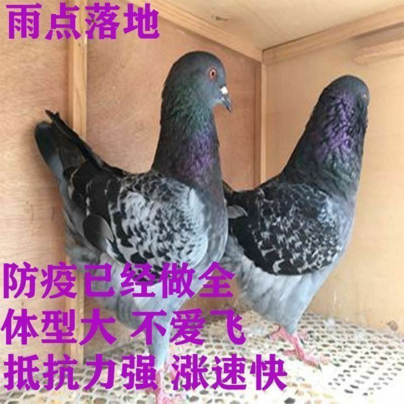 鸽子活物-对肉鸽落地王种鸽下蛋鸽白羽王信鸽青年(5-7两