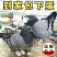 鸽子活物-对肉鸽落地王种鸽下蛋鸽白羽王信鸽青年(5-7两