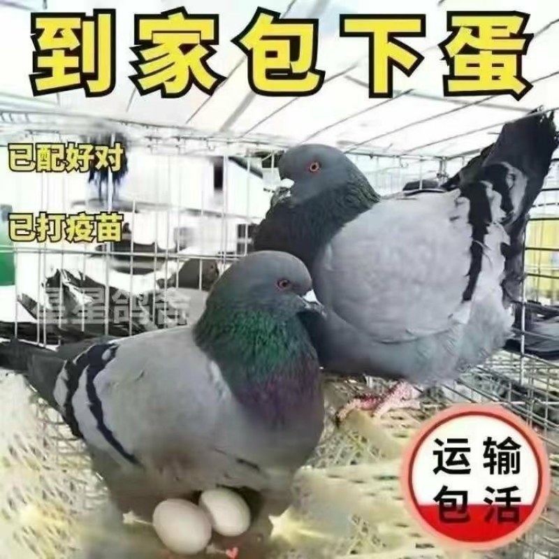 鸽子活物-对肉鸽落地王种鸽下蛋鸽白羽王信鸽青年(5-7两