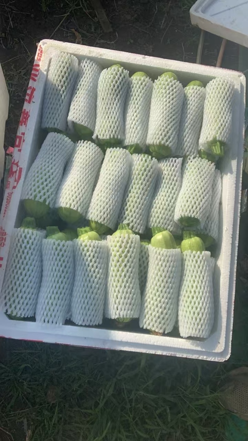 精品西葫芦