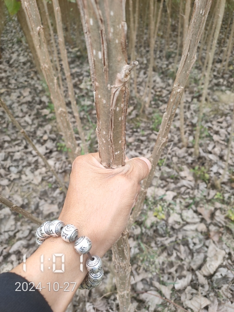 4.5米丹红杨树苗，杨树苗，丹红杨规格齐全量大