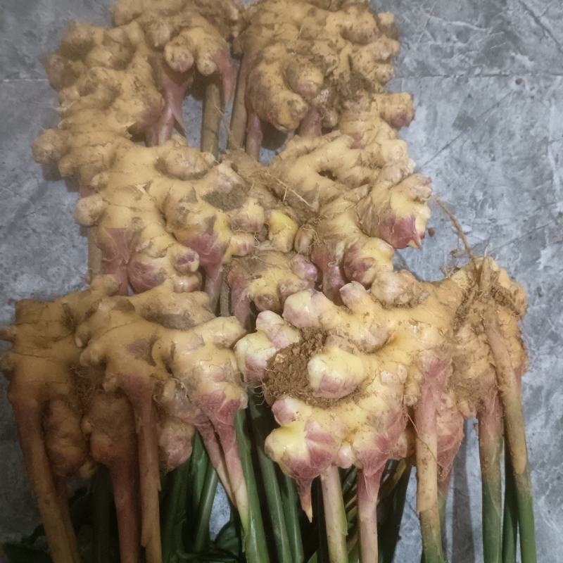 毛豆姜