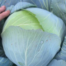 扁包菜3斤以上质量好价格便宜货源充足