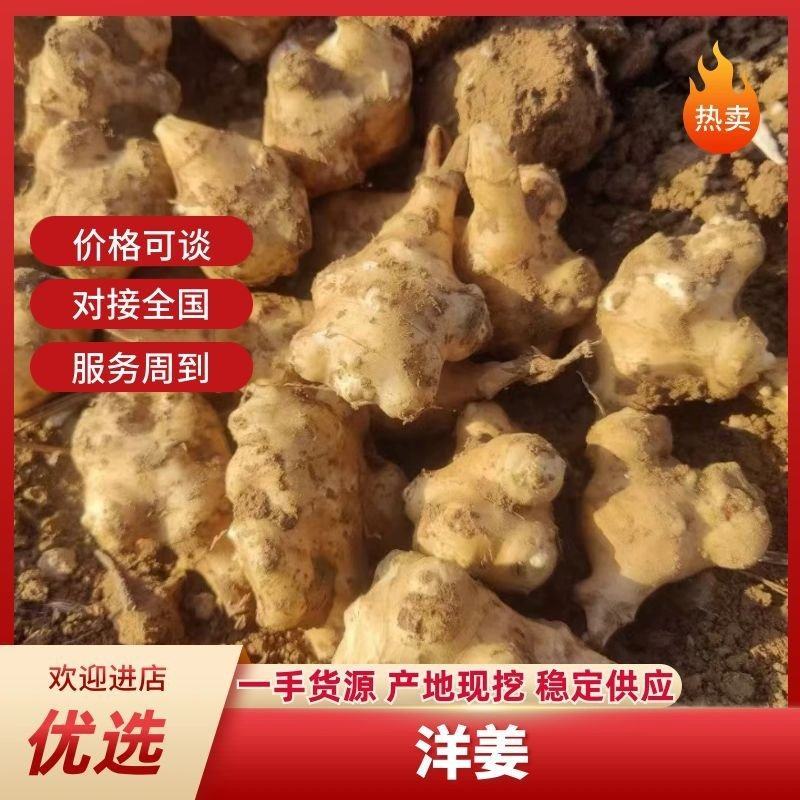 洋姜鬼子姜菊芋千亩基地上市一手货源，专业对接各类资源。诚