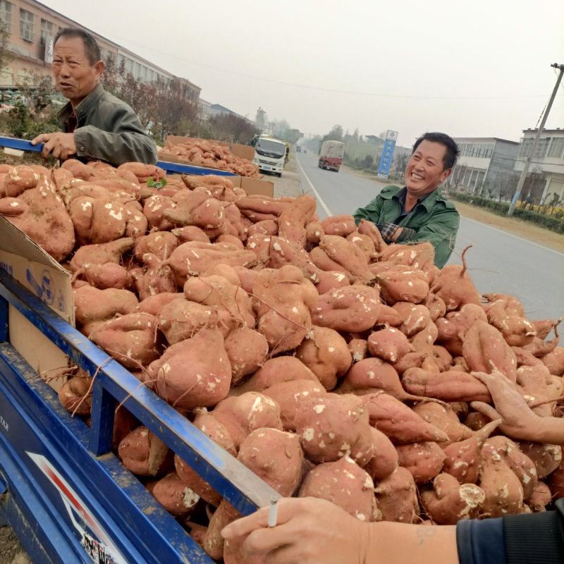瓦岗丘陵地高淀粉红薯