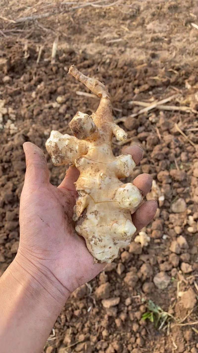 洋姜鬼子姜菊芋千亩基地上市一手货源，专业对接各类资源。诚