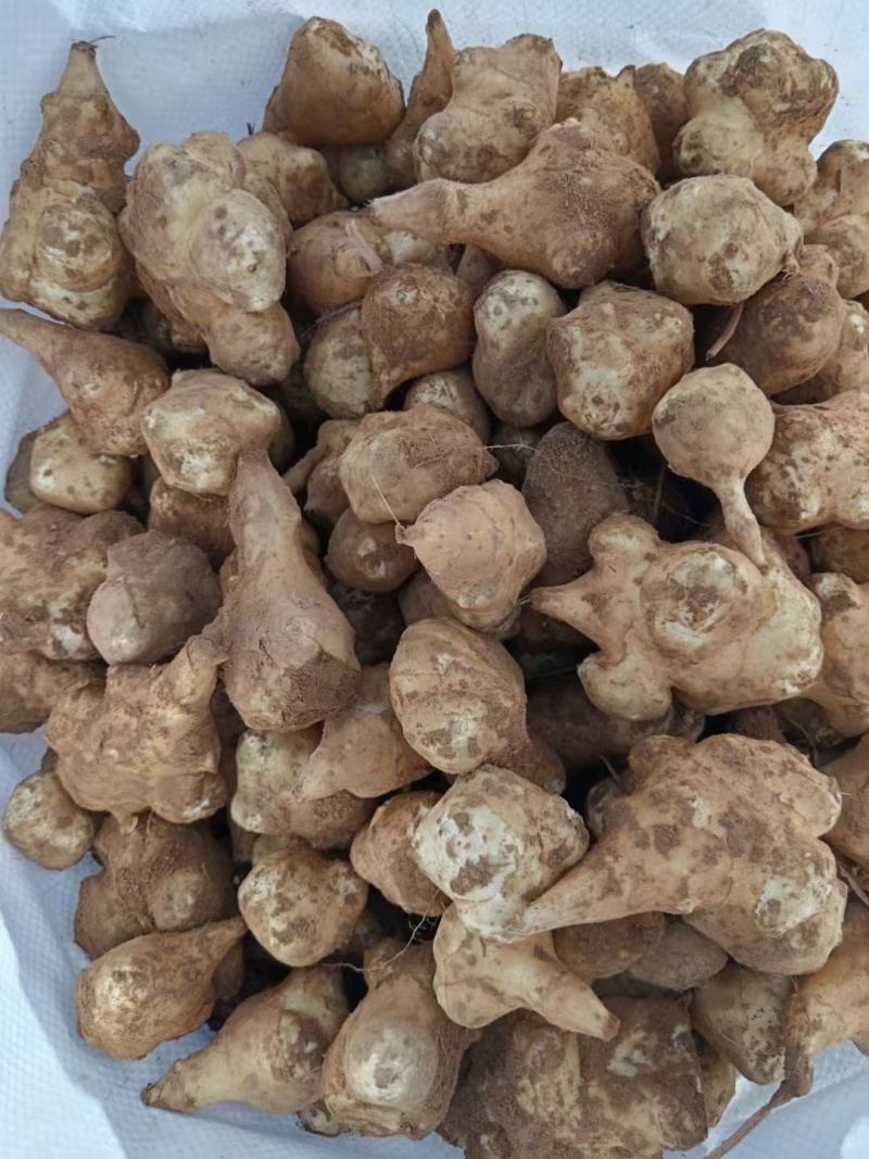 洋姜鬼子姜菊芋千亩基地上市一手货源，专业对接各类资源。诚