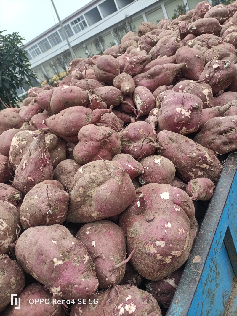 瓦岗丘陵地高淀粉红薯
