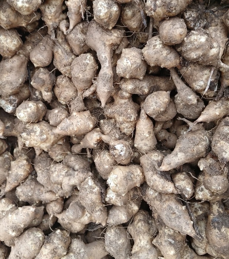 洋姜鬼子姜菊芋千亩基地上市一手货源，专业对接各类资源。诚