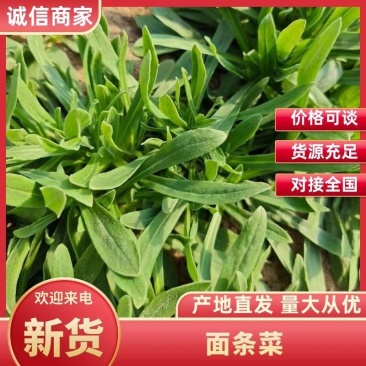 面条菜野菜，一手货源，专业对接